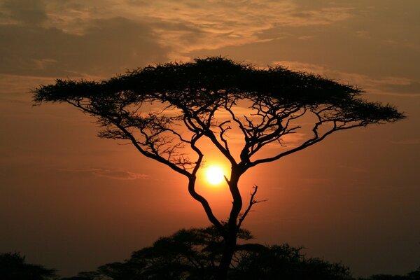 A tree at sunset looks very mysterious