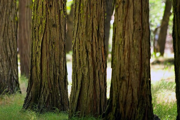 Árboles con troncos gruesos en el parque