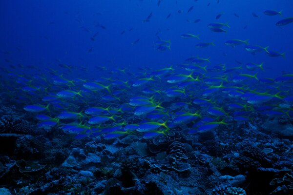 Uno stormo di pesci Blu nell oceano