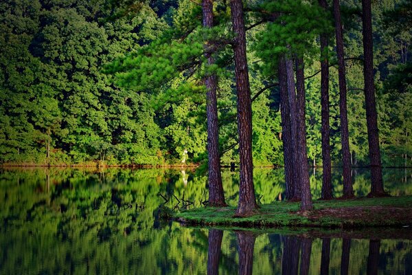 Reflet dans l eau de la forêt