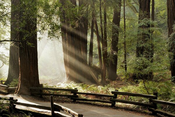 I raggi del sole illuminano il sentiero della foresta