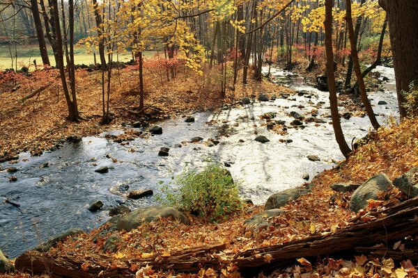 Rzeka w jesiennym lesie pokrytym opadłymi liśćmi