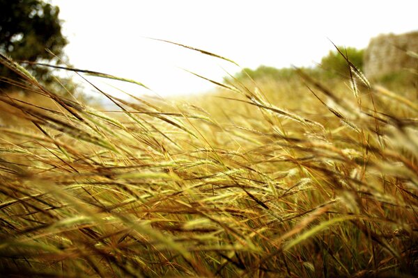 Tallos de hierba en un campo enorme