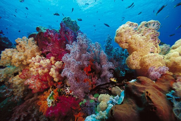 Coralli colorati e vita marina