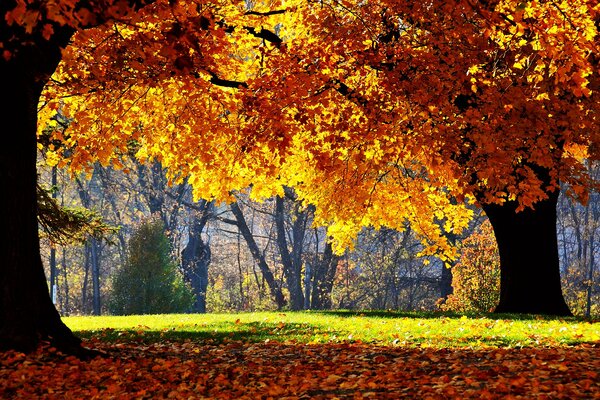 Fotografía de la naturaleza en el parque en otoño