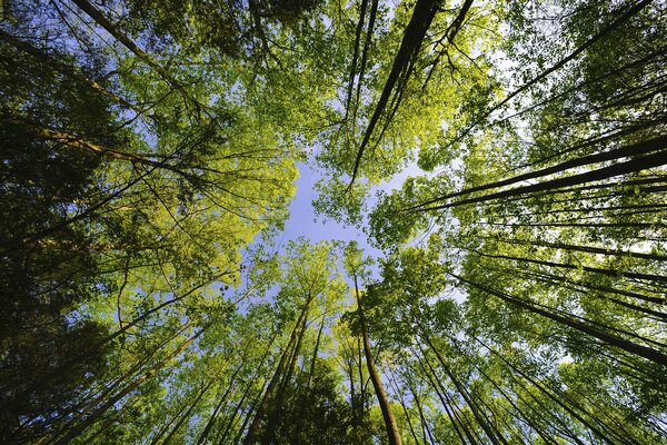 Copas de los árboles se apoyan en el cielo