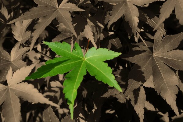 A bright leaf in the gray world of city streets