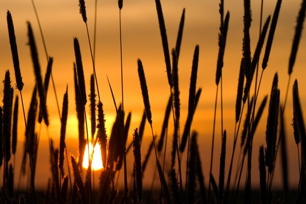 Spikelets at orange sunset