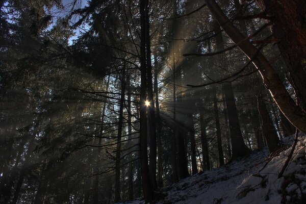 Beautiful sun in the winter forest