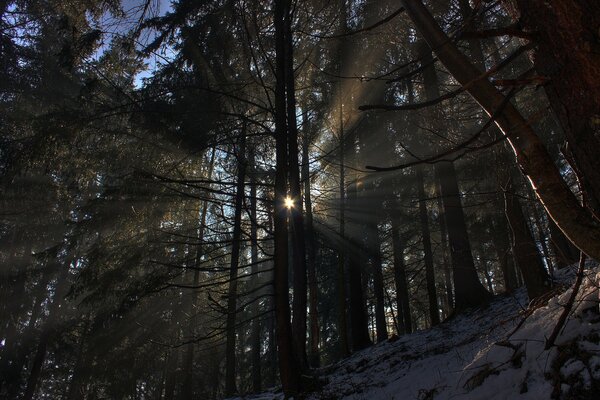 Bellissimo sole nella foresta invernale