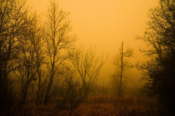 Aube dans la forêt brumeuse du matin