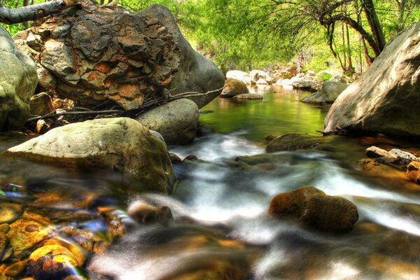 Selva de piedra en el bosque más a menudo