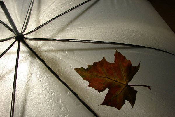 The leaf on the umbrella fell in rainy weather