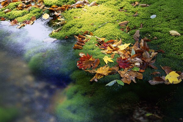 Foglie d autunno in un ruscello in Giappone