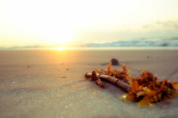 Stick im Sand am Strand während der Morgendämmerung