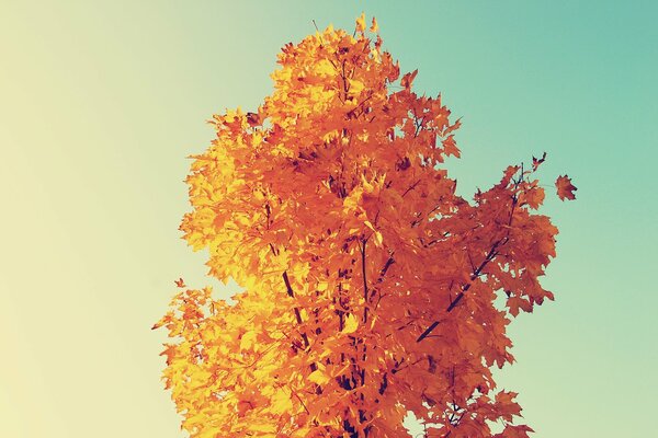 Arbre avec feuillage doré sur fond de ciel