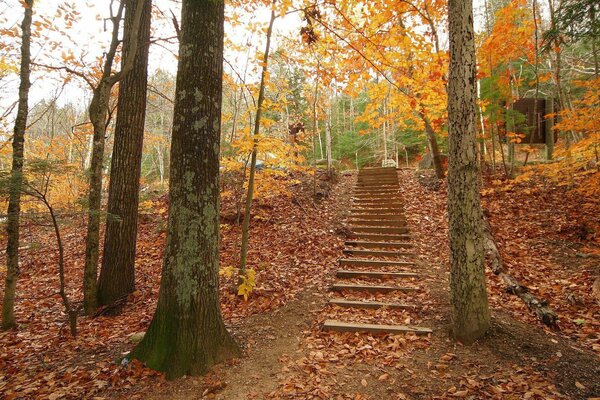 Gemütliche Herbstwaldlandschaft