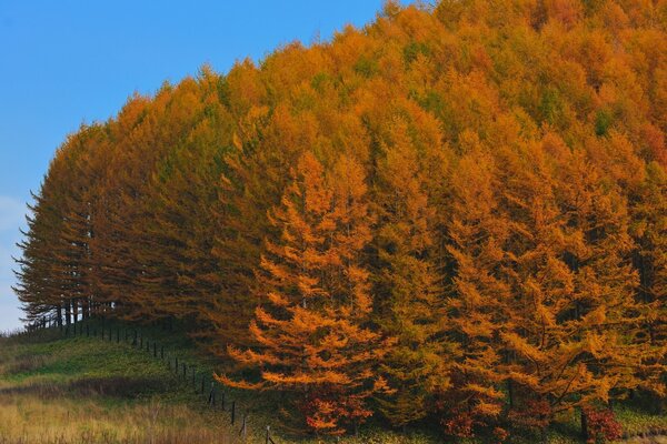 Fascinante bosque de otoño en Japón