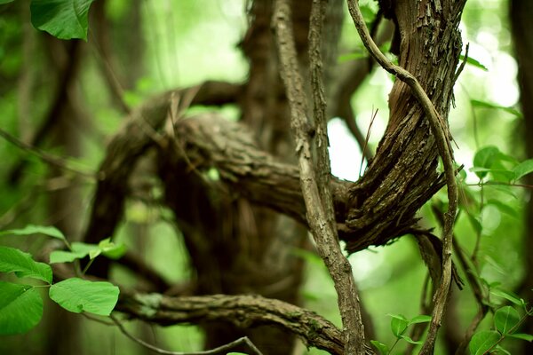 Die Kraft der Natur ist die Kraft des Lebens