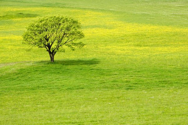 Juicy vision: grass, tree, greenery