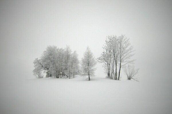 Prägnante Winterlandschaft mit Bäumen