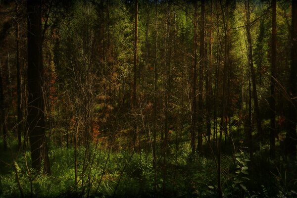 Los rayos del sol se abren paso a través de la espesura del bosque