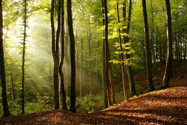 Un rayon de soleil doré pénètre à travers les arbres