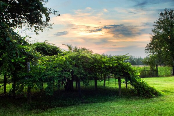 Photo of a vineyard in a green background