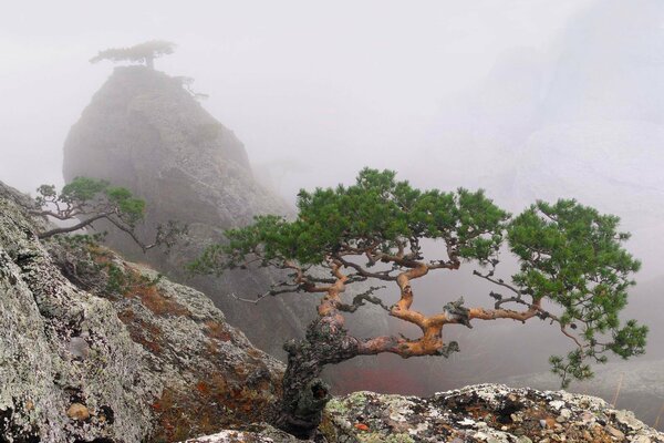 Misty rock in summer Crimea