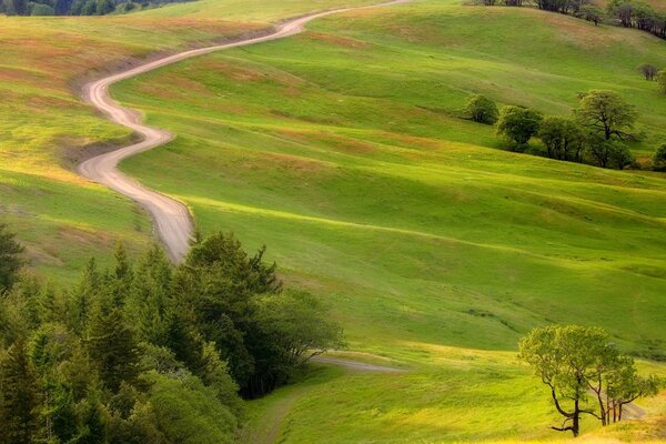 Der Weg zwischen den Büschen auf der grünen Wiese