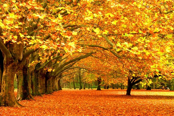 Herbstlaub und Fotograf