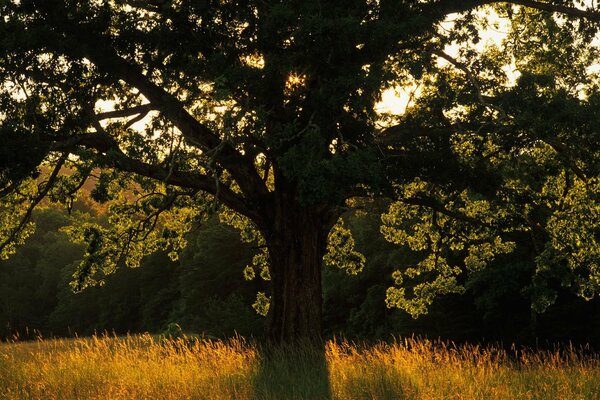 I raggi di luce si fanno strada attraverso la corona dell albero