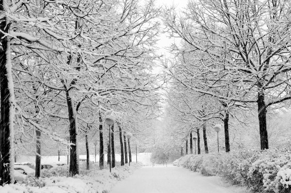 Paseo por la naturaleza en el parque de invierno