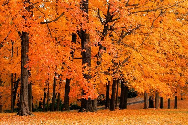 Herbst Natur des Waldes im Park