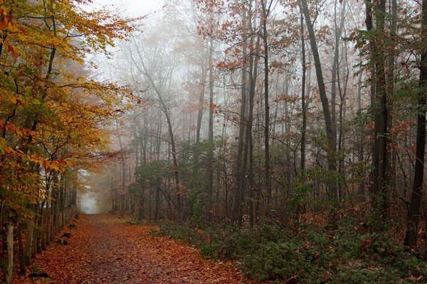 Toute la beauté automnale dans la forêt dorée