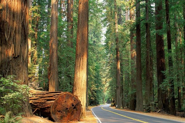 Neben der Pau-Straße liegt ein größerer Baum im Wald