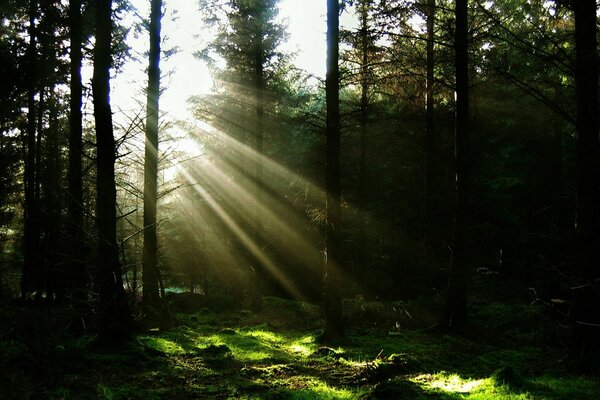 Los rayos del sol en el bosque de pinos