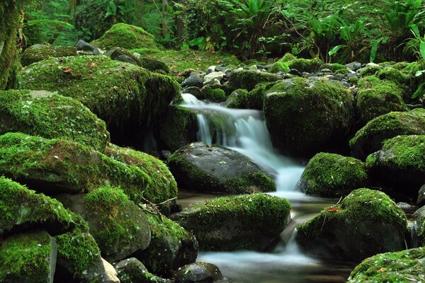 Ein klingender Bach fließt entlang eines schönen Wasserfalls zwischen den Steinen