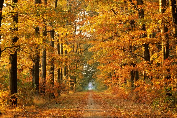 Automne. Allée dans le parc