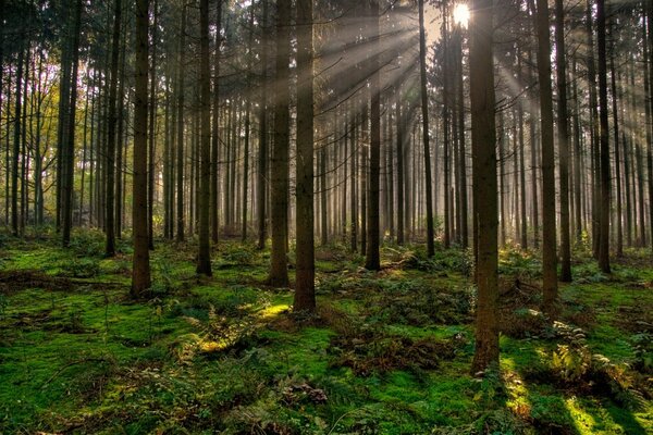 Promienie słońca przebijają się przez drzewa