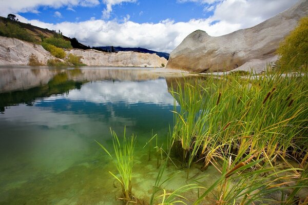 Herbs on the shore of a mountain lake