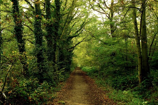 Ein Pfad in einem geheimnisvollen grünen Wald