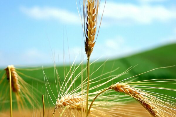 Golden ears of bread in the field
