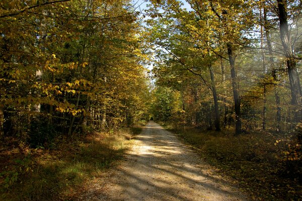 Camino en el bosque de otoño