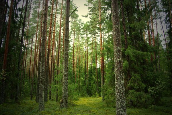 The green path in the forest follow the fir trees