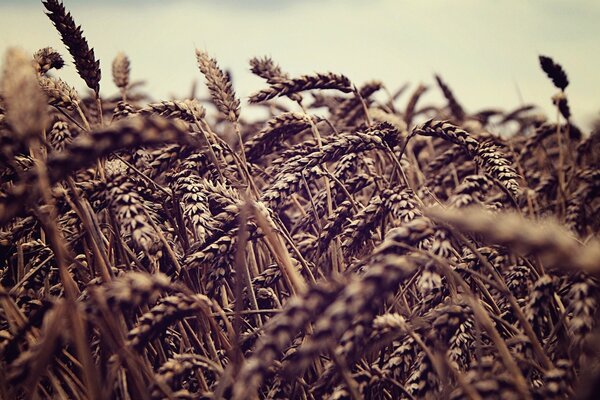 Wheat spikelets bent because of the wind