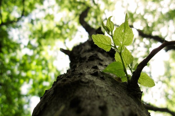 Tree trunk from bottom to top