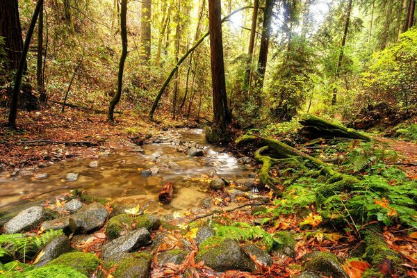 A stream in the forest through the stones