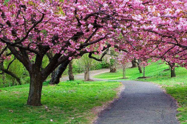 Wanderweg im Park durch Bäume