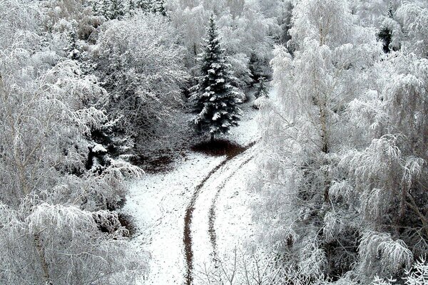 Paysage hivernal. Route forestière